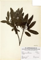 藏品(玉山假沙梨)的圖片